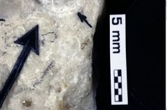 Foto (Detailansicht) von Pithonoton marginatum (von Meyer, 1842) (NHMW-GEO-1990-0041-0019)